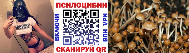 где купить наркоту  Ахтубинск  Псилоцибиновые грибы Psilocybine cubensis 